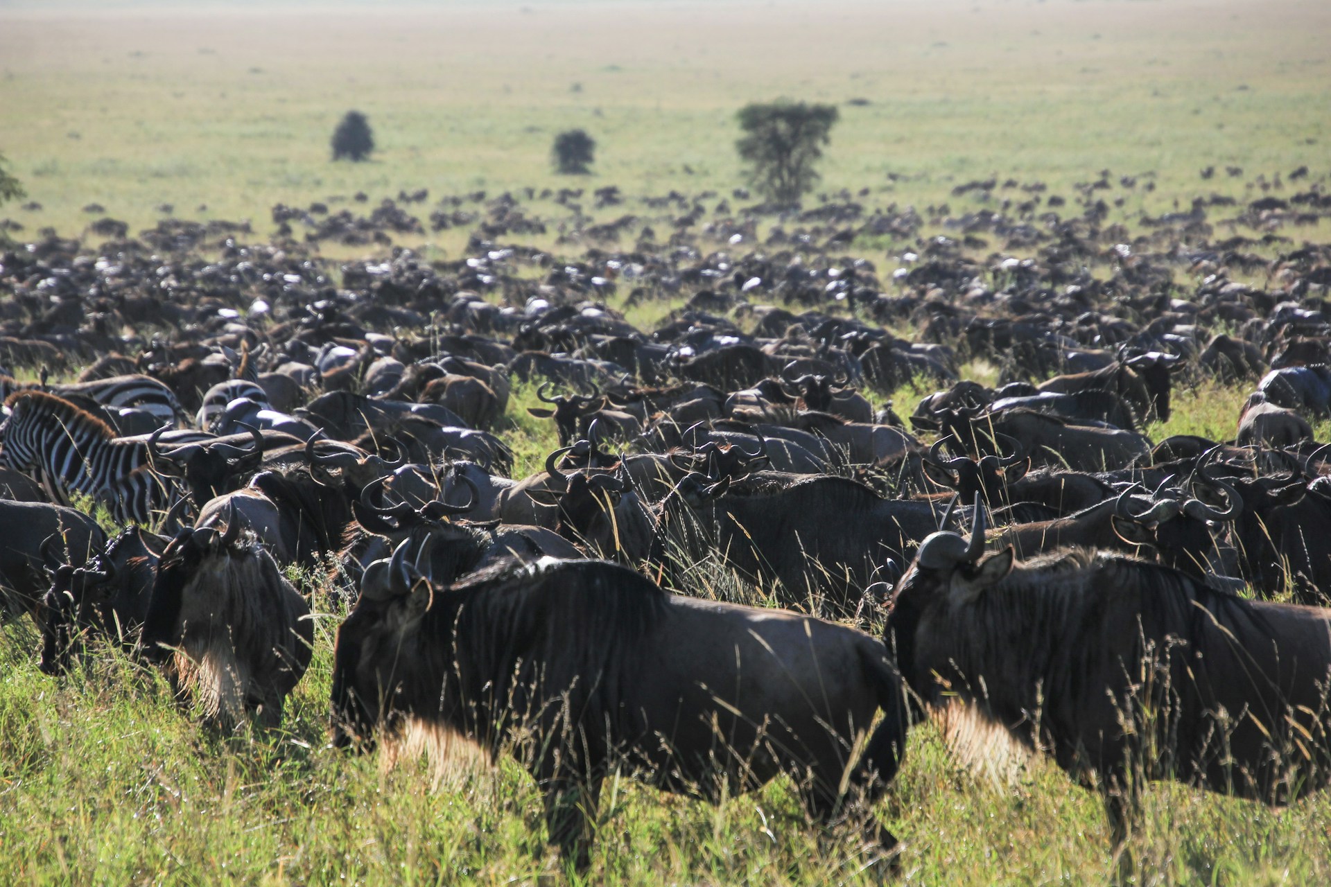 8-Day Great Migration Safari