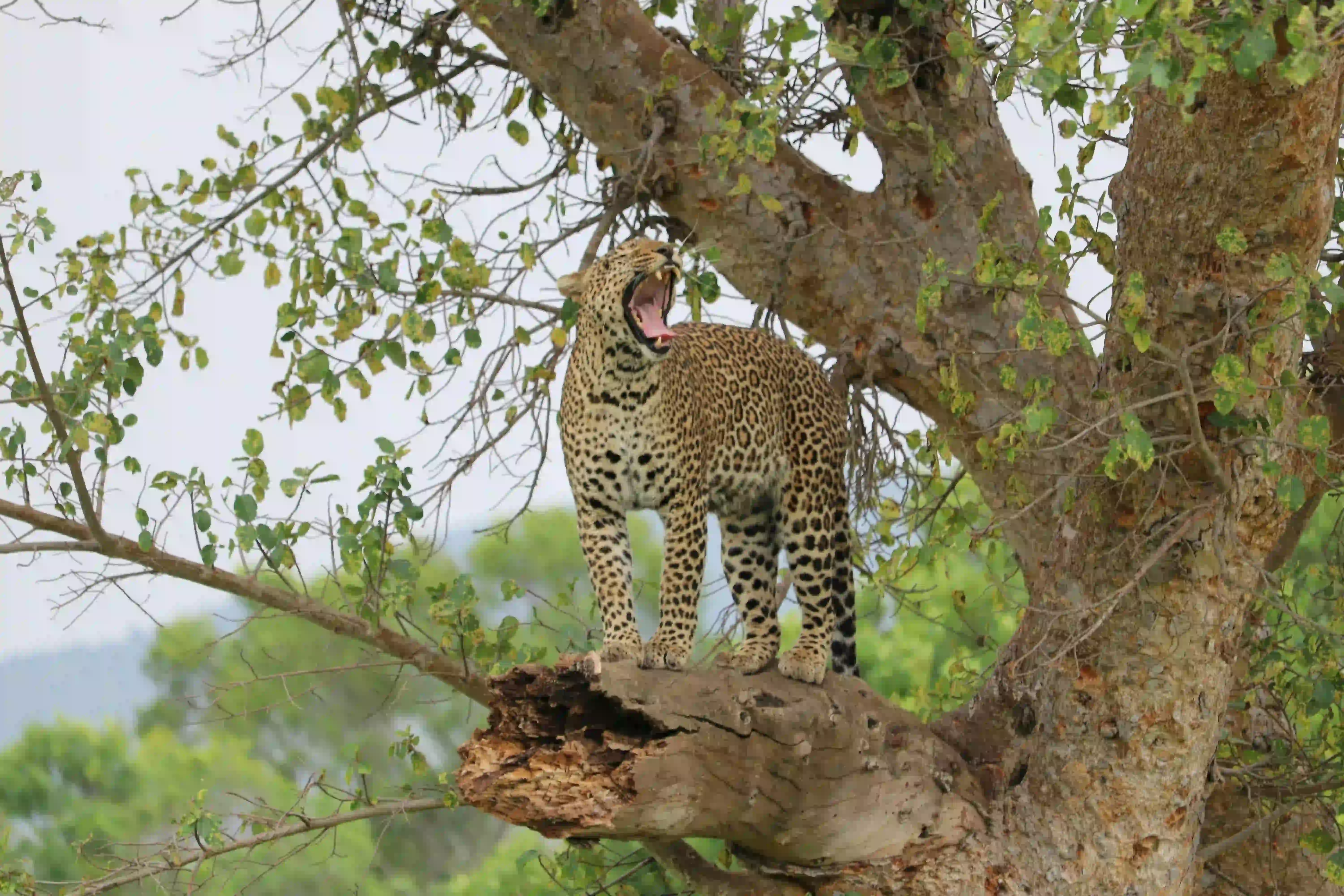 5-Day Mid-Range Safari Gallery
