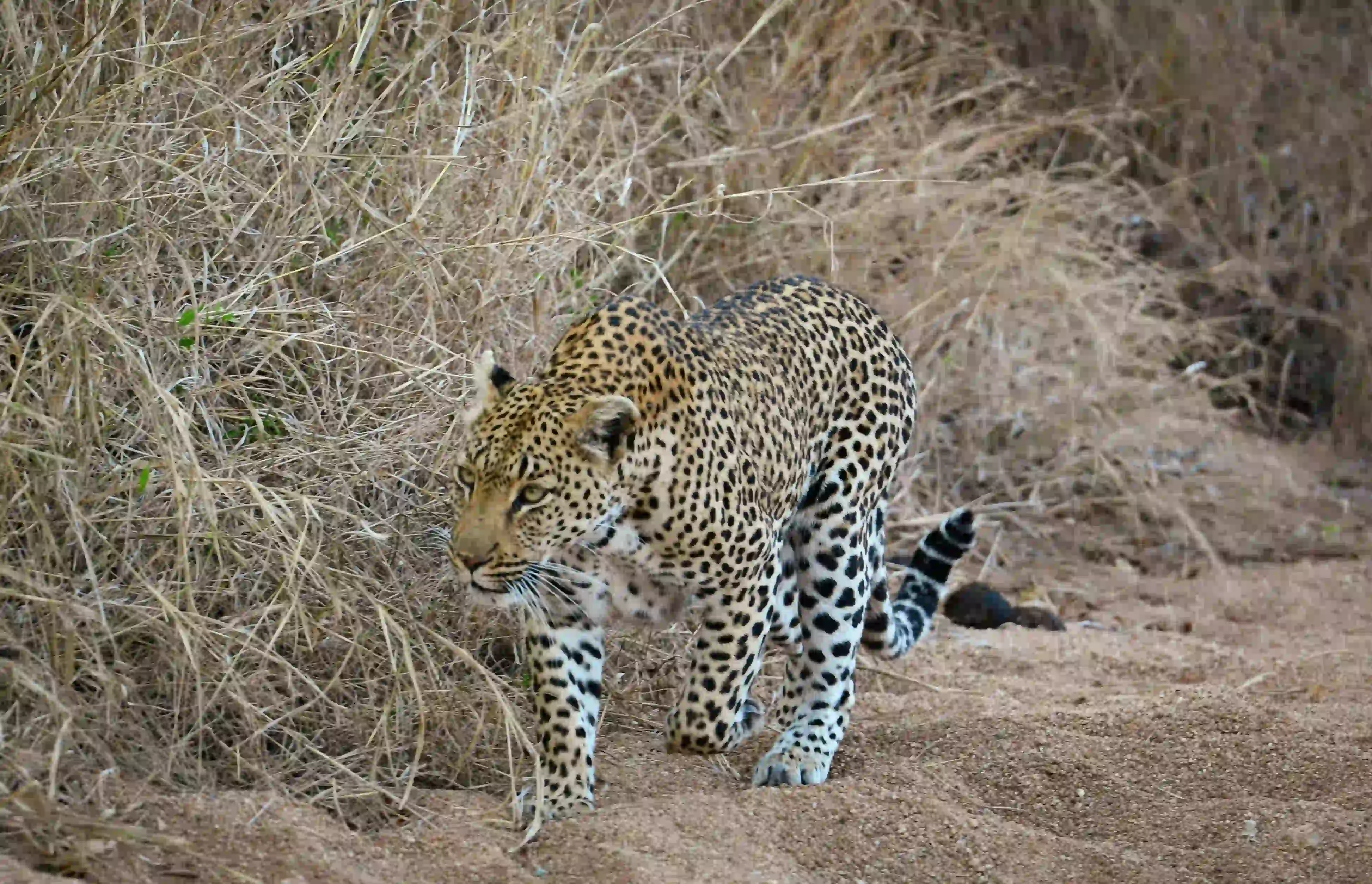 4-Day Tarangire, Serengeti & Ngorongoro Safari Gallery