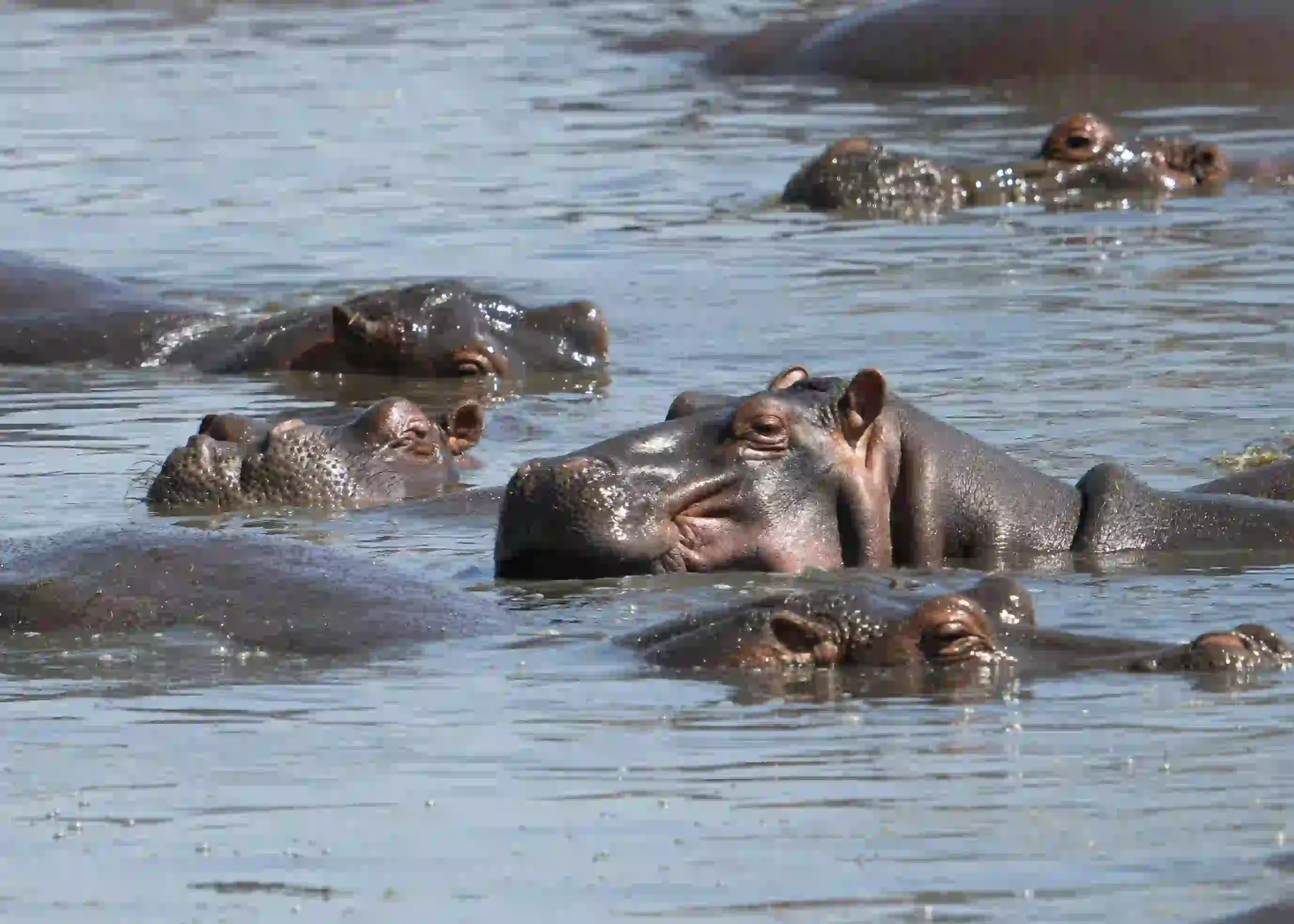 7-Day Lake Natron, Serengeti & Ngorongoro Safari Gallery