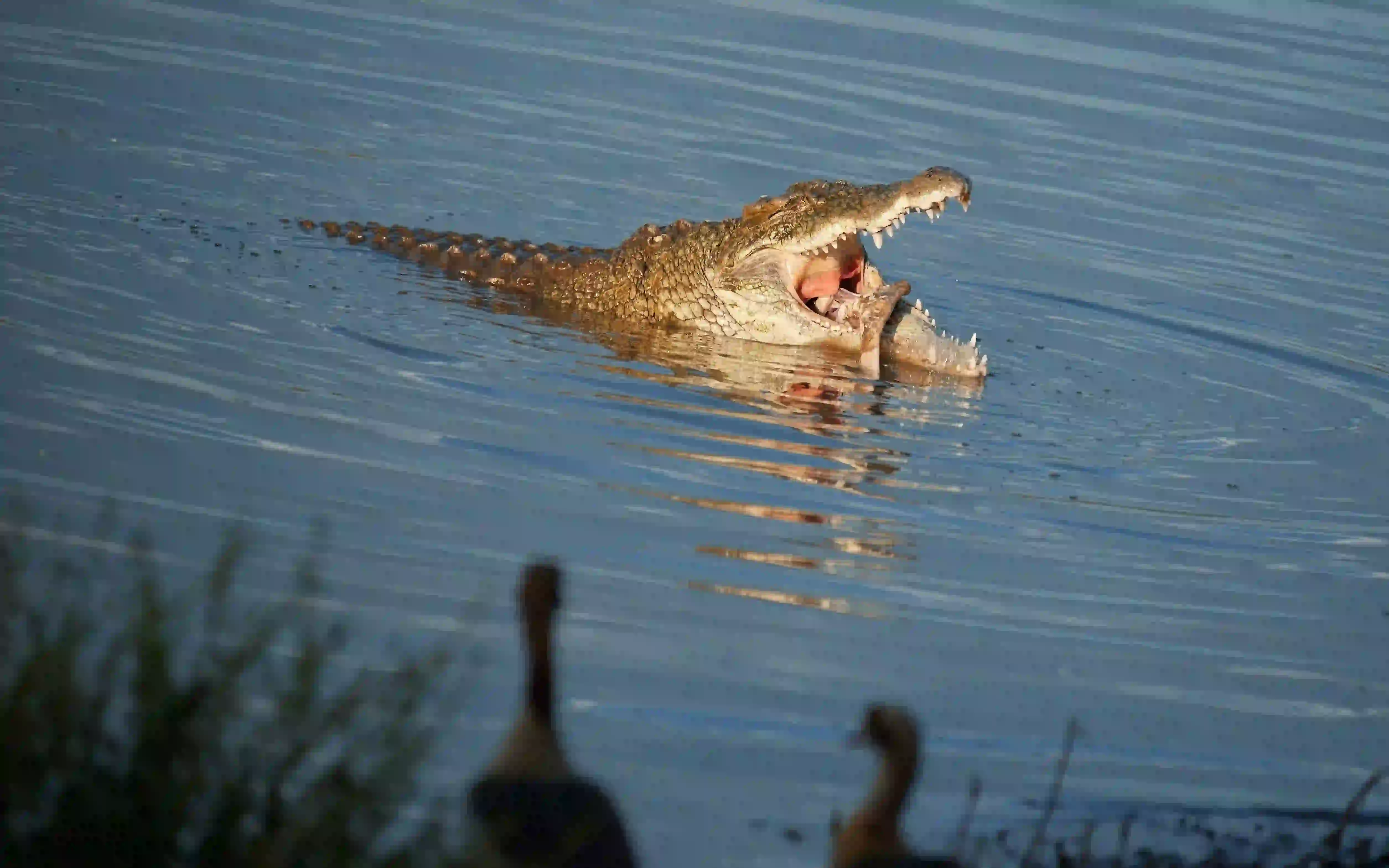 5-Day Extended Serengeti Safari Gallery