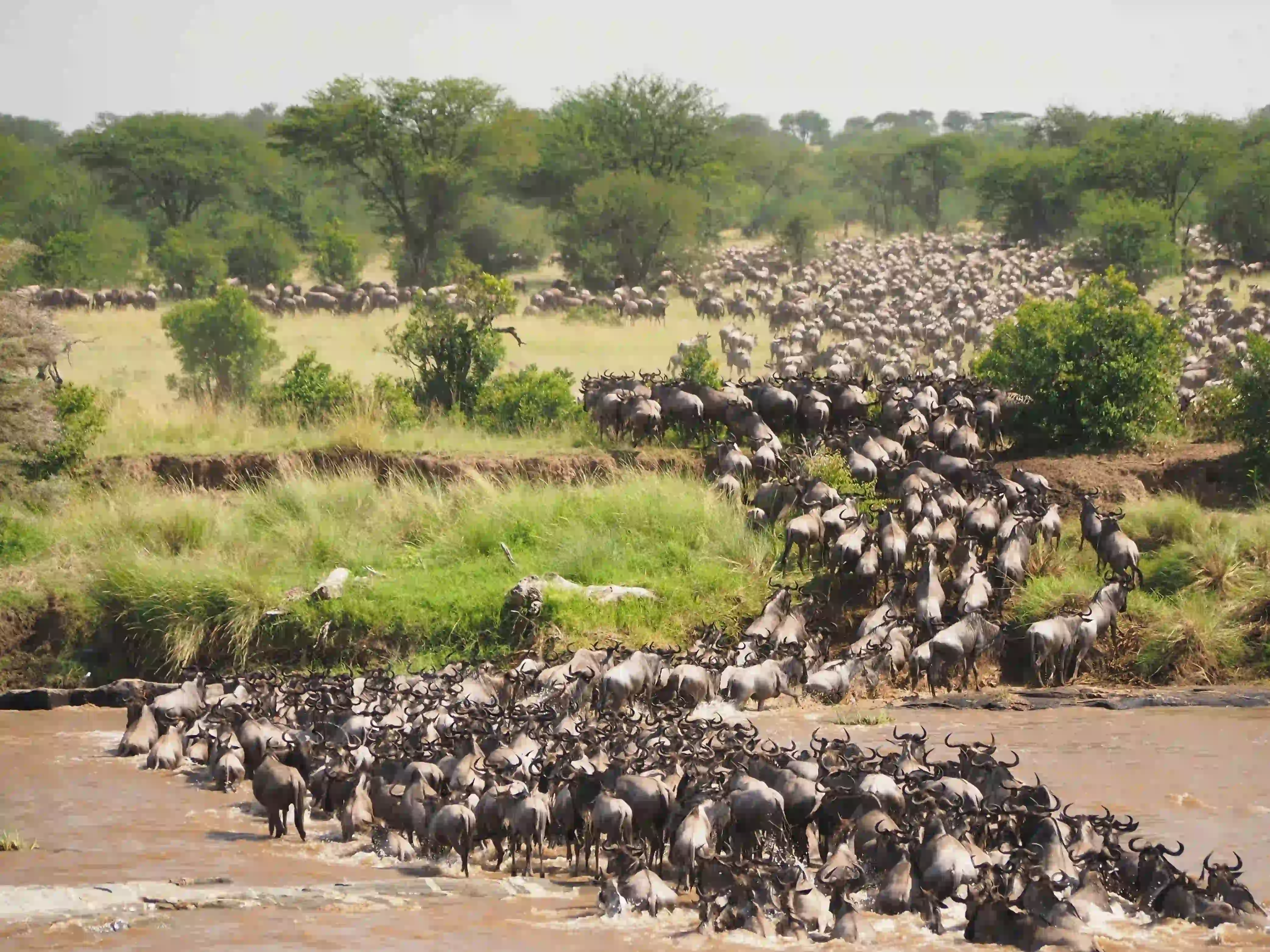 4-Day Tarangire, Serengeti & Ngorongoro Safari Gallery
