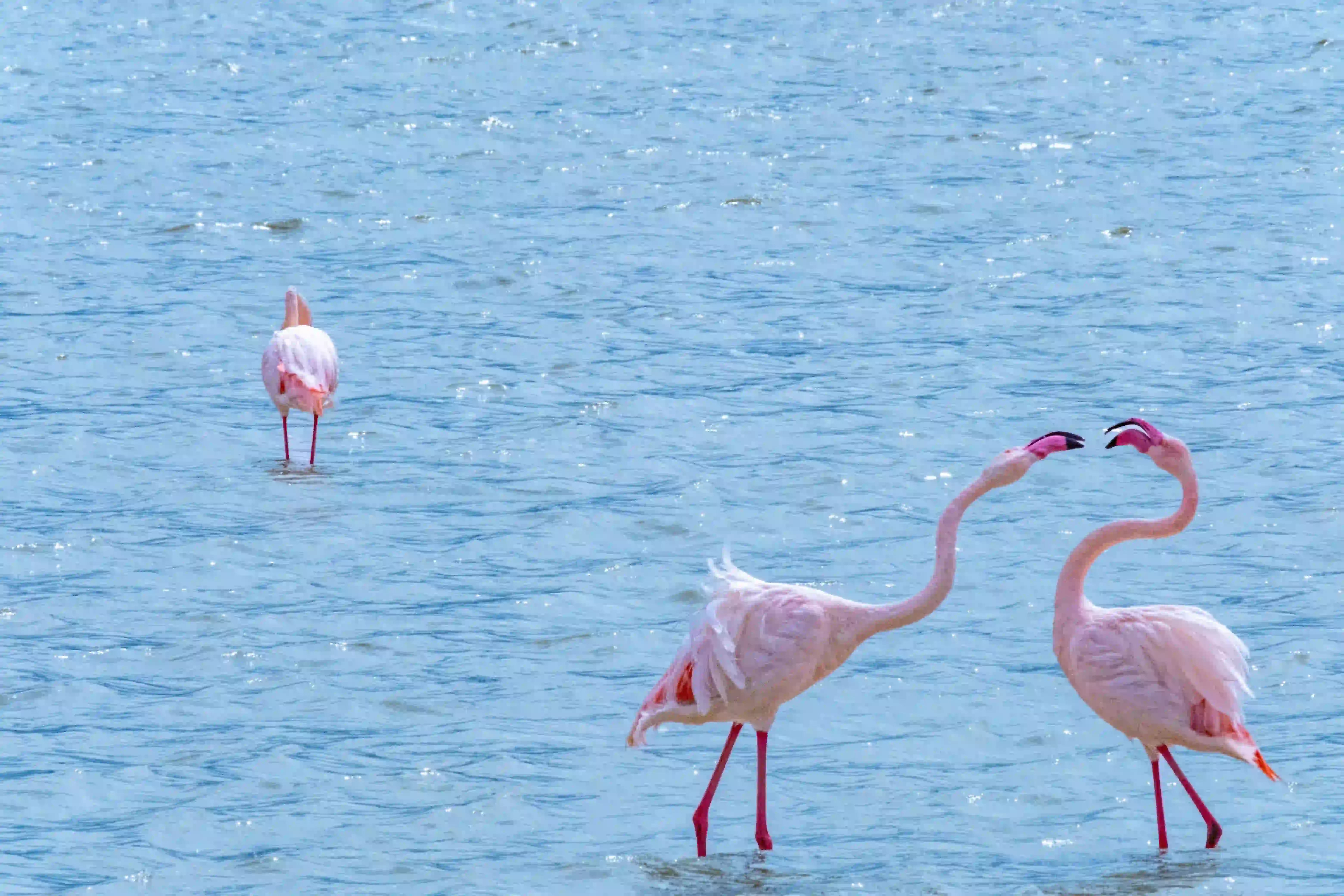 7-Day Semi-Luxury Safari + Lake Natron Gallery