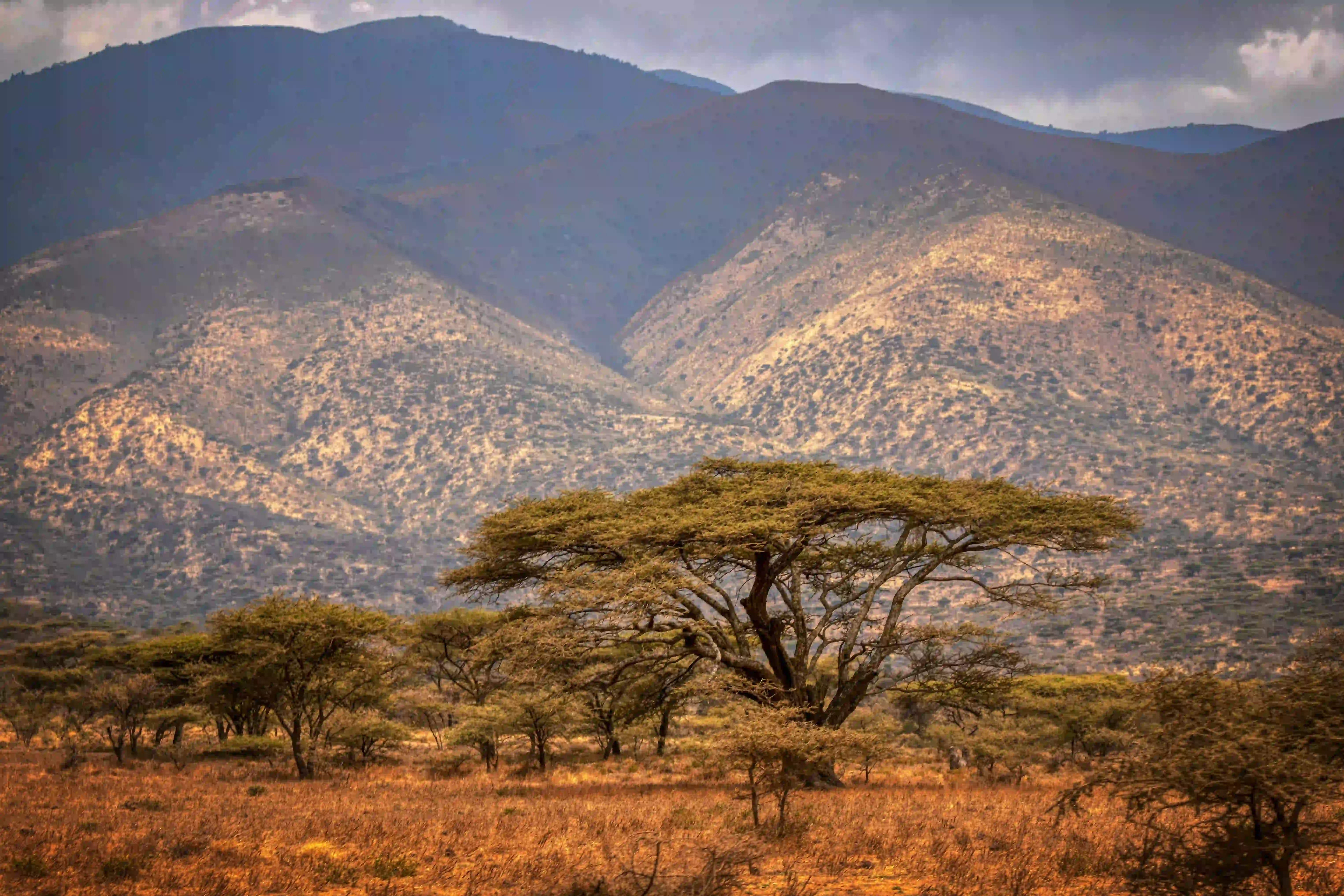 5-Day Mid-Range Safari Gallery