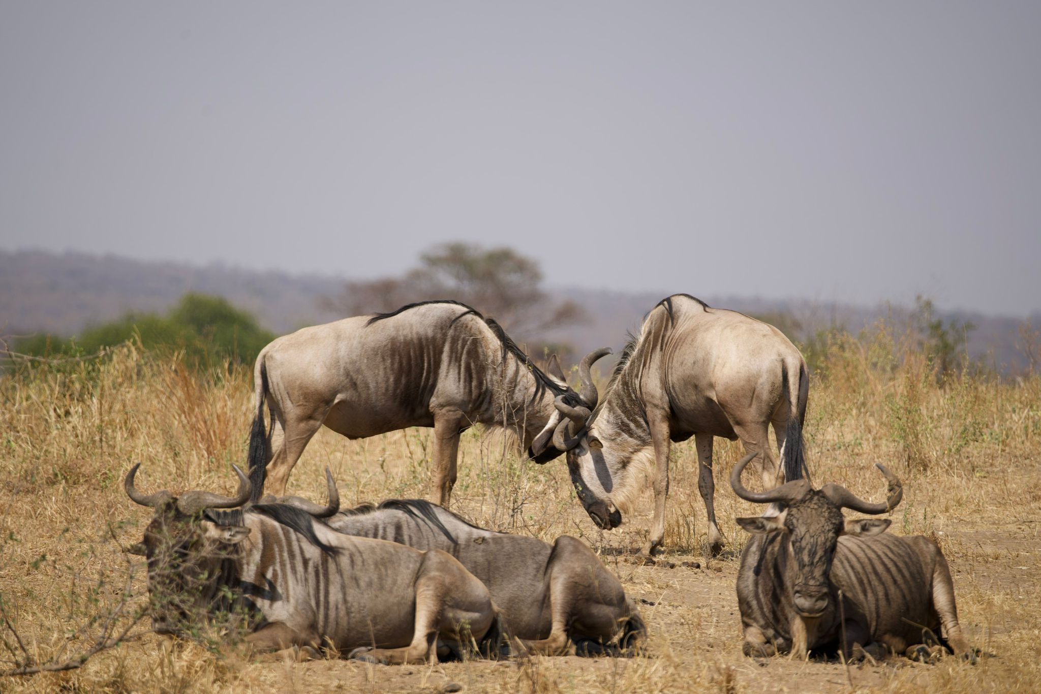 5-Day Mid-Range Safari Gallery