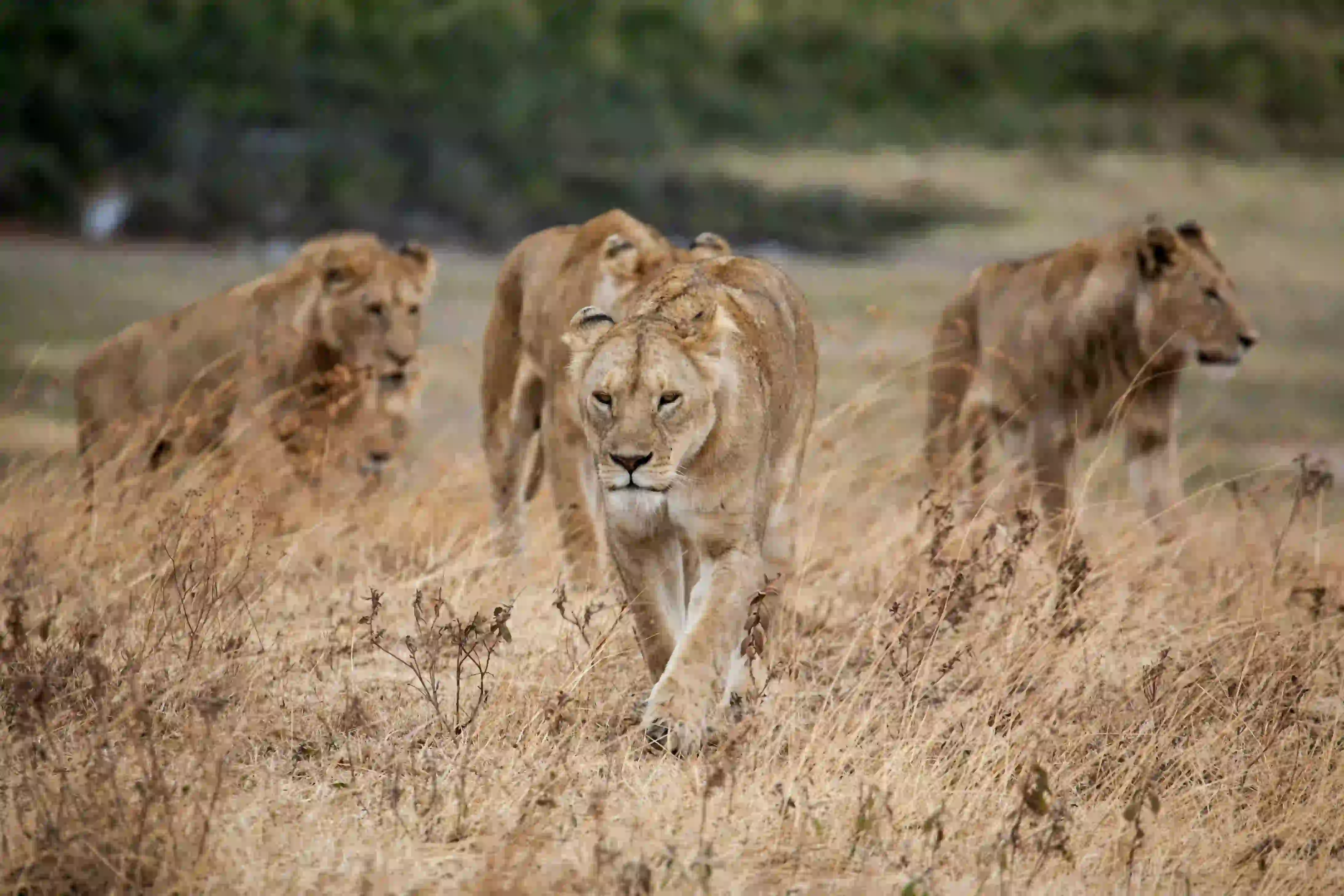 5-Day Extended Serengeti Safari