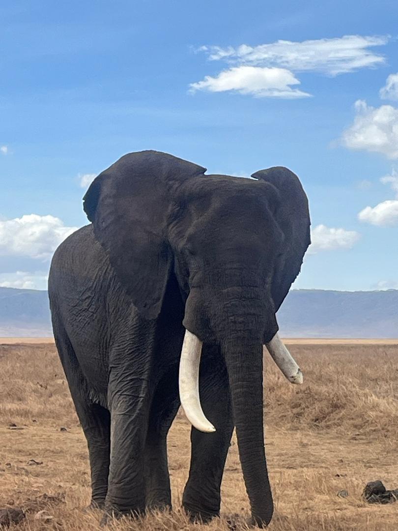 5-Day Mid-Range Safari Gallery