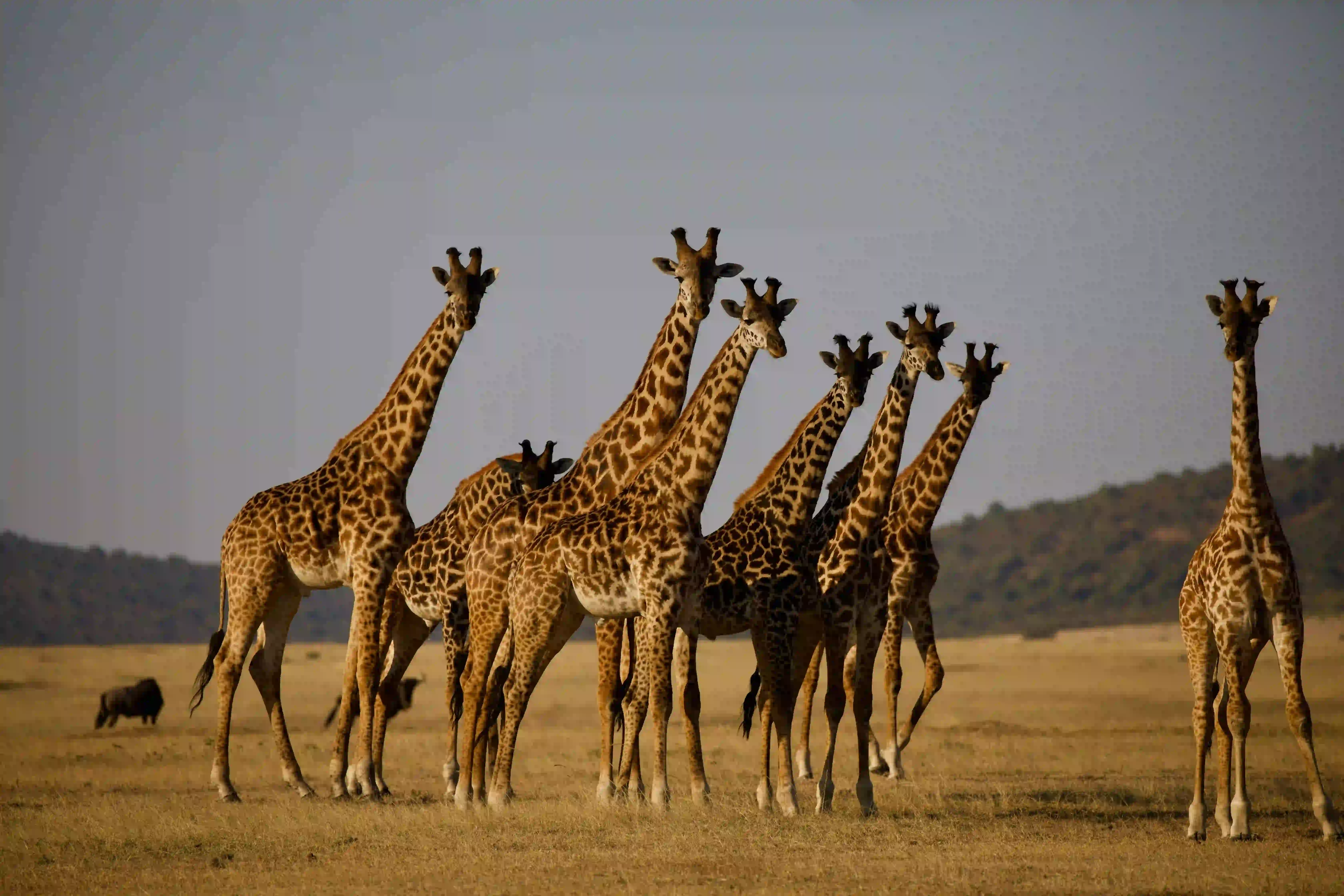 2-Day Semi-Luxury Safari