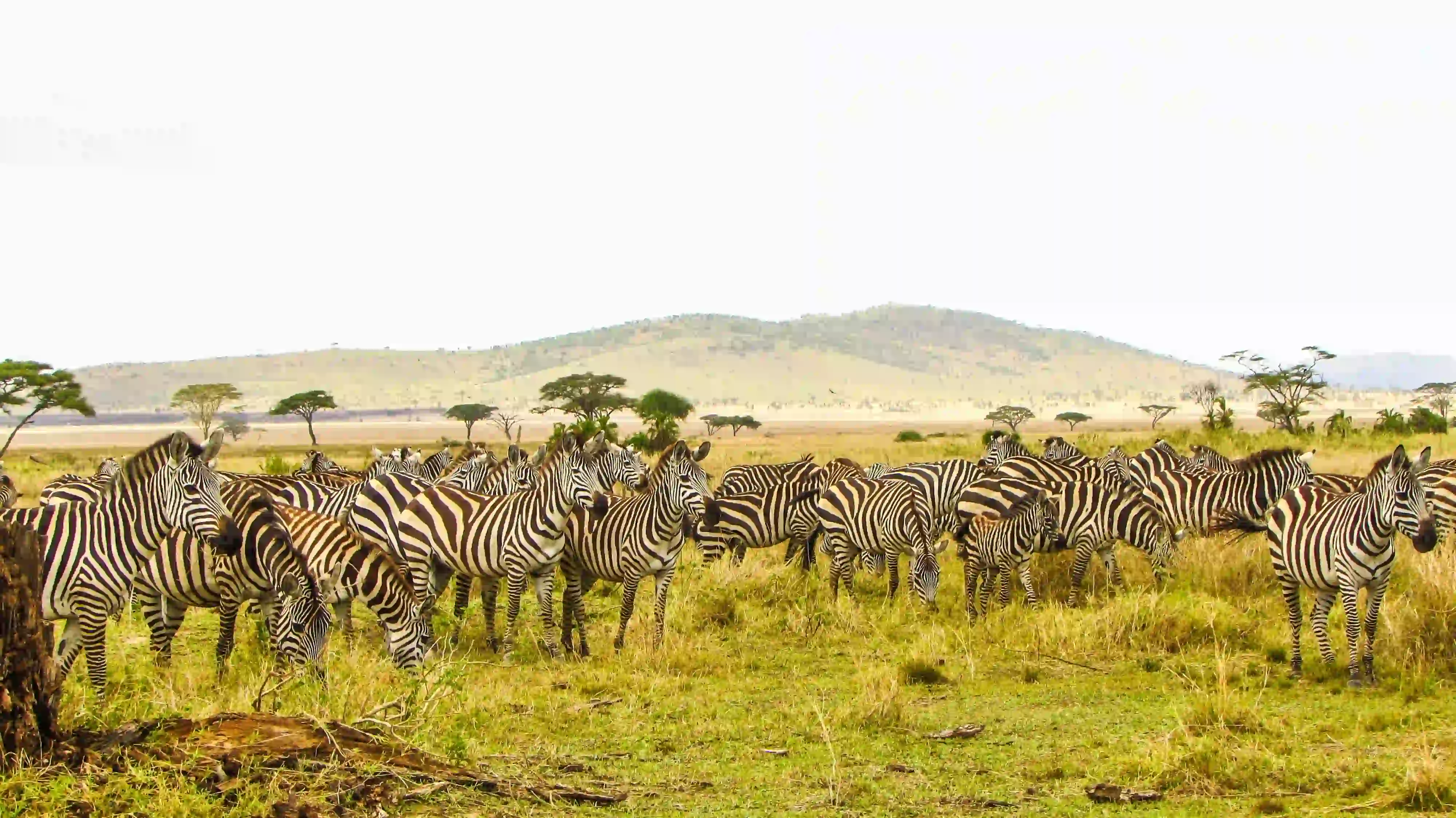 6-Day Northern Circuit Safari